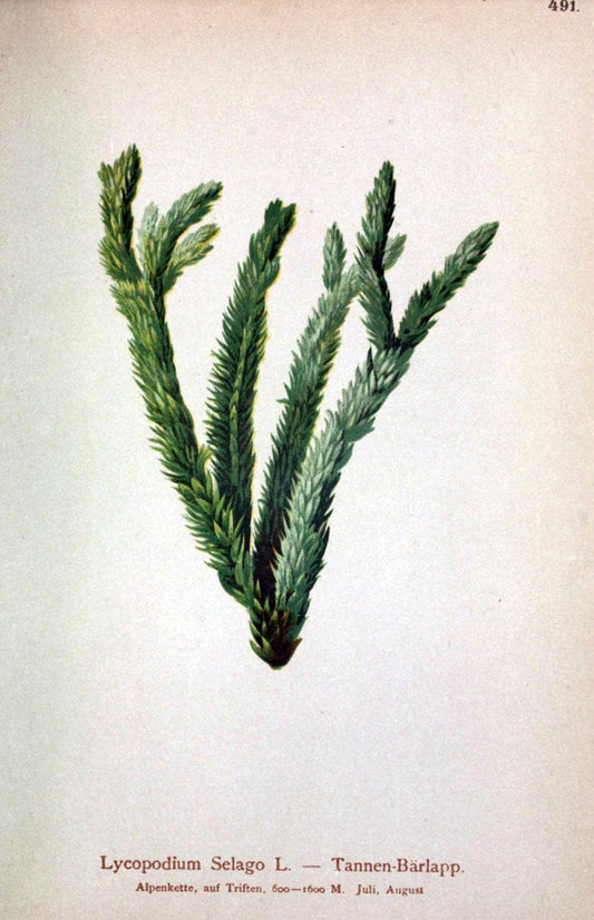 Atlas der Alpenflora /.Wien :Eigenthum und Verlag des Deutschen und Oesterr. Alpenvereins,1882.  | Alps Atlases "Mountain plants"  | Vintage Print Reproduction 459357