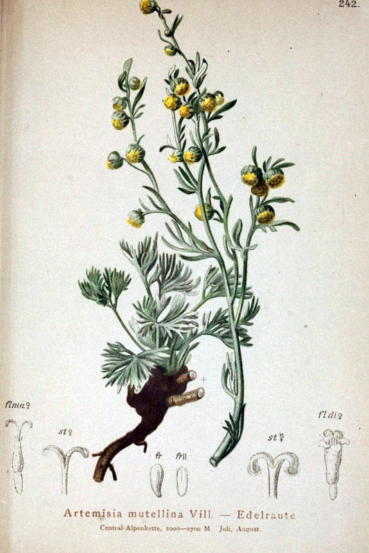 Atlas der Alpenflora /.Wien :Eigenthum und Verlag des Deutschen und Oesterr. Alpenvereins,1882.  | Alps Atlases "Mountain plants"  | Vintage Print Reproduction 459358