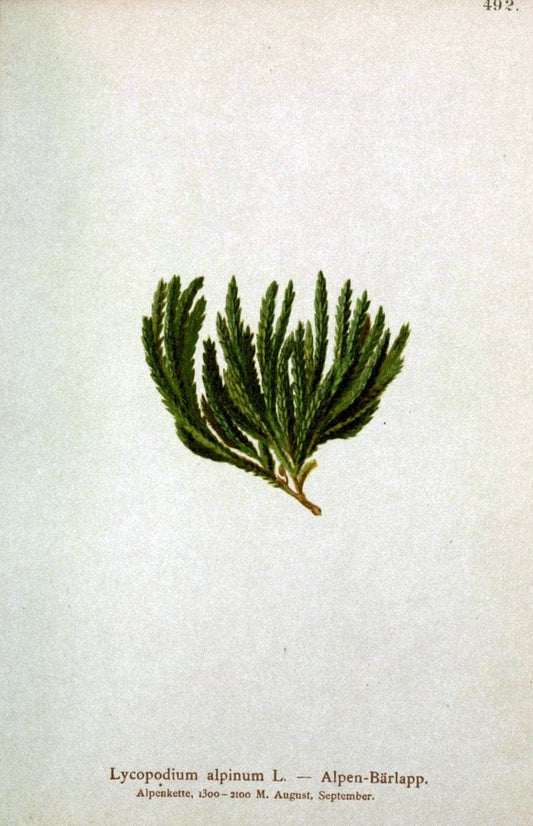 Atlas der Alpenflora /.Wien :Eigenthum und Verlag des Deutschen und Oesterr. Alpenvereins,1882.  | Alps Atlases "Mountain plants"  | Vintage Print Reproduction 459359