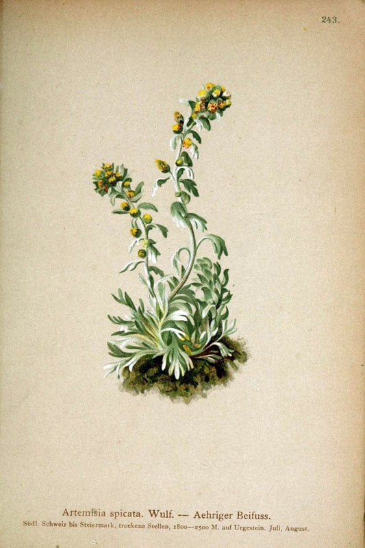 Atlas der Alpenflora /.Wien :Eigenthum und Verlag des Deutschen und Oesterr. Alpenvereins,1882.  | Alps Atlases "Mountain plants"  | Vintage Print Reproduction 459360