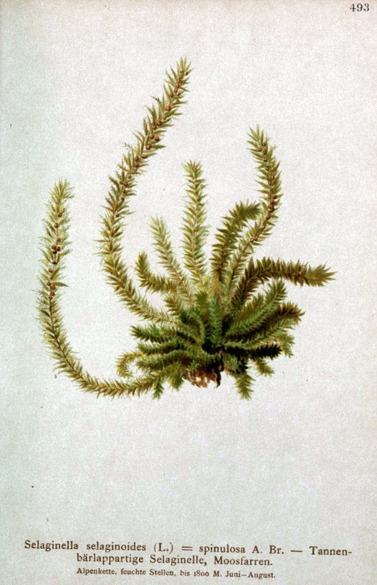 Atlas der Alpenflora /.Wien :Eigenthum und Verlag des Deutschen und Oesterr. Alpenvereins,1882.  | Alps Atlases "Mountain plants"  | Vintage Print Reproduction 459361