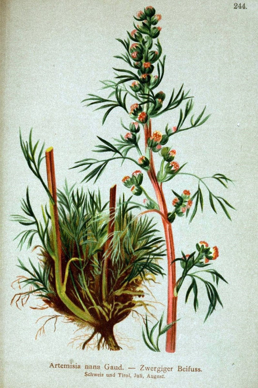 Atlas der Alpenflora /.Wien :Eigenthum und Verlag des Deutschen und Oesterr. Alpenvereins,1882.  | Alps Atlases "Mountain plants"  | Vintage Print Reproduction 459362