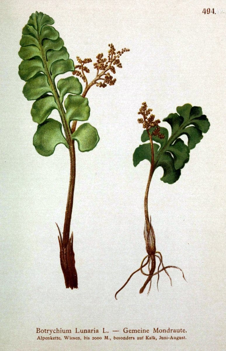 Atlas der Alpenflora /.Wien :Eigenthum und Verlag des Deutschen und Oesterr. Alpenvereins,1882.  | Alps Atlases "Mountain plants"  | Vintage Print Reproduction 459363