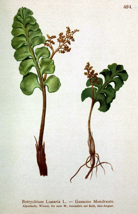 Atlas der Alpenflora /.Wien :Eigenthum und Verlag des Deutschen und Oesterr. Alpenvereins,1882.  | Alps Atlases "Mountain plants"  | Vintage Print Reproduction 459363