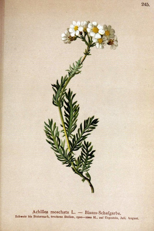 Atlas der Alpenflora /.Wien :Eigenthum und Verlag des Deutschen und Oesterr. Alpenvereins,1882.  | Alps Atlases "Mountain plants"  | Vintage Print Reproduction 459364