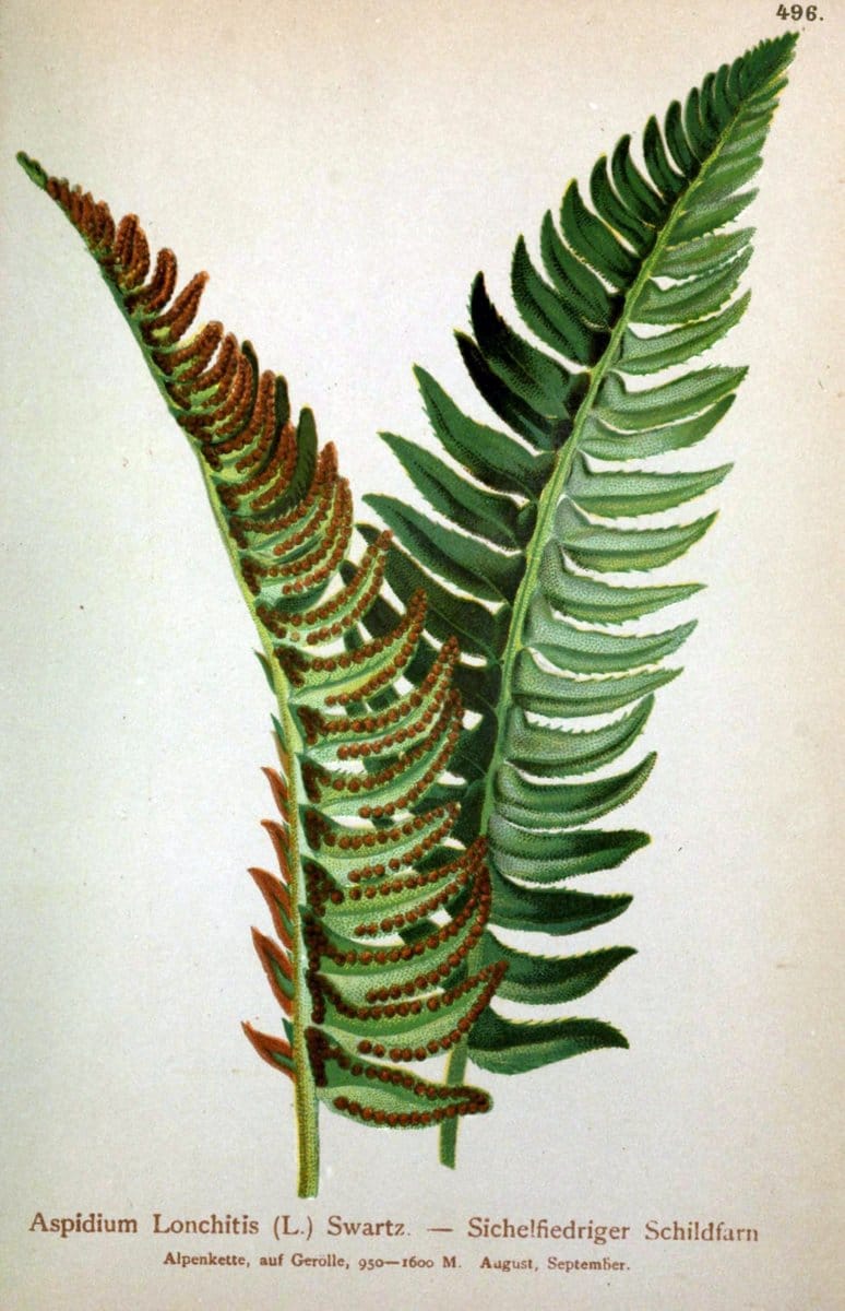 Atlas der Alpenflora /.Wien :Eigenthum und Verlag des Deutschen und Oesterr. Alpenvereins,1882.  | Alps Atlases "Mountain plants"  | Vintage Print Reproduction 459367