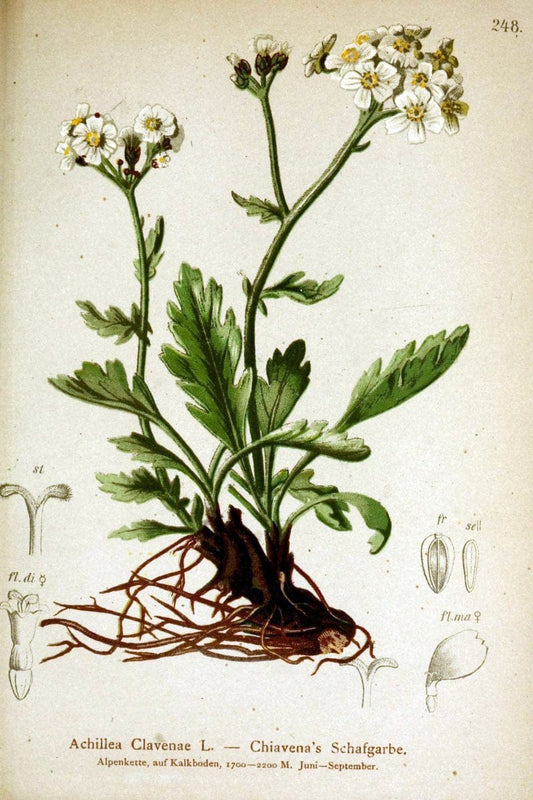 Atlas der Alpenflora /.Wien :Eigenthum und Verlag des Deutschen und Oesterr. Alpenvereins,1882.  | Alps Atlases "Mountain plants"  | Vintage Print Reproduction 459370