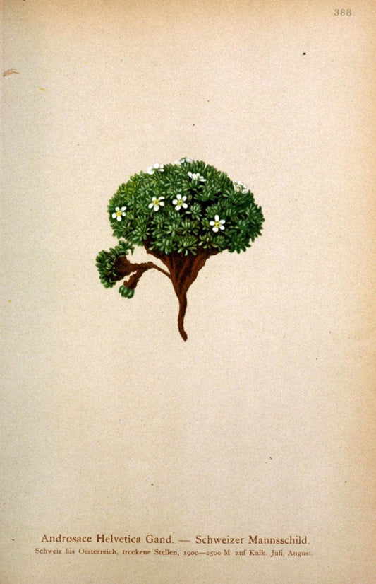 Atlas der Alpenflora /.Wien :Eigenthum und Verlag des Deutschen und Oesterr. Alpenvereins,1882.  | Alps Atlases "Mountain plants"  | Vintage Print Reproduction 459372