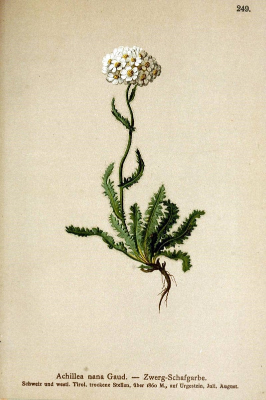 Atlas der Alpenflora /.Wien :Eigenthum und Verlag des Deutschen und Oesterr. Alpenvereins,1882.  | Alps Atlases "Mountain plants"  | Vintage Print Reproduction 459373