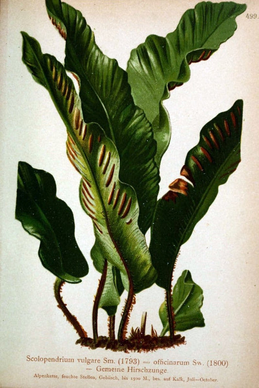 Atlas der Alpenflora /.Wien :Eigenthum und Verlag des Deutschen und Oesterr. Alpenvereins,1882.  | Alps Atlases "Mountain plants"  | Vintage Print Reproduction 459374