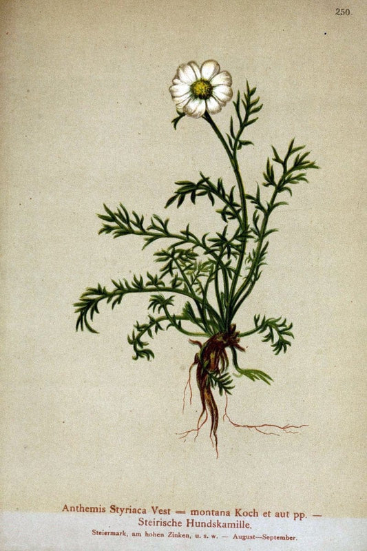 Atlas der Alpenflora /.Wien :Eigenthum und Verlag des Deutschen und Oesterr. Alpenvereins,1882.  | Alps Atlases "Mountain plants"  | Vintage Print Reproduction 459375