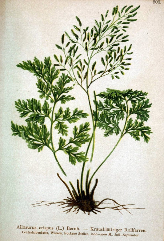 Atlas der Alpenflora /.Wien :Eigenthum und Verlag des Deutschen und Oesterr. Alpenvereins,1882.  | Alps Atlases "Mountain plants"  | Vintage Print Reproduction 459376