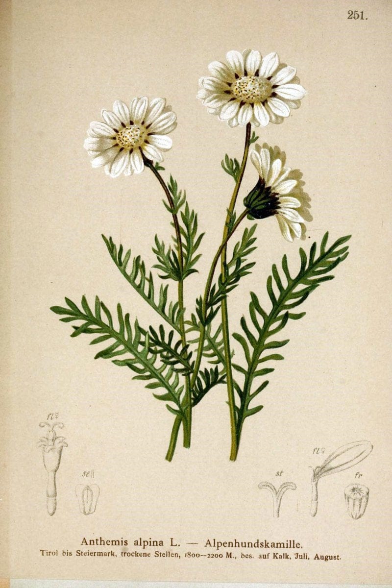 Atlas der Alpenflora /.Wien :Eigenthum und Verlag des Deutschen und Oesterr. Alpenvereins,1882.  | Alps Atlases "Mountain plants"  | Vintage Print Reproduction 459377
