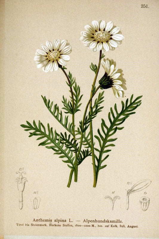 Atlas der Alpenflora /.Wien :Eigenthum und Verlag des Deutschen und Oesterr. Alpenvereins,1882.  | Alps Atlases "Mountain plants"  | Vintage Print Reproduction 459377