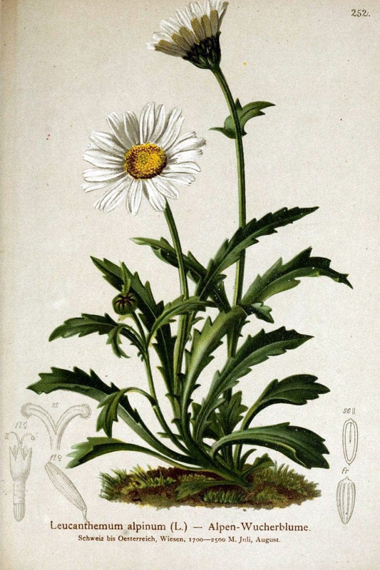 Atlas der Alpenflora /.Wien :Eigenthum und Verlag des Deutschen und Oesterr. Alpenvereins,1882.  | Alps Atlases "Mountain plants"  | Vintage Print Reproduction 459378