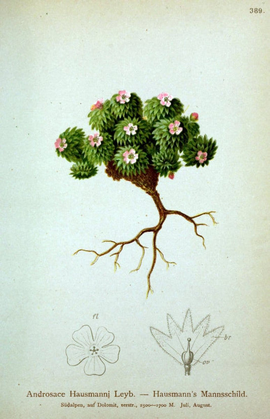 Atlas der Alpenflora /.Wien :Eigenthum und Verlag des Deutschen und Oesterr. Alpenvereins,1882.  | Alps Atlases "Mountain plants"  | Vintage Print Reproduction 459379
