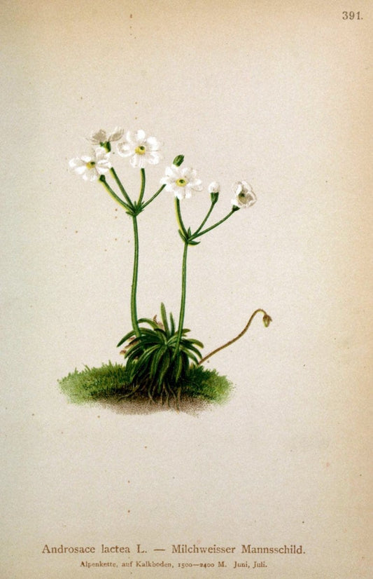Atlas der Alpenflora /.Wien :Eigenthum und Verlag des Deutschen und Oesterr. Alpenvereins,1882.  | Alps Atlases "Mountain plants"  | Vintage Print Reproduction 459381