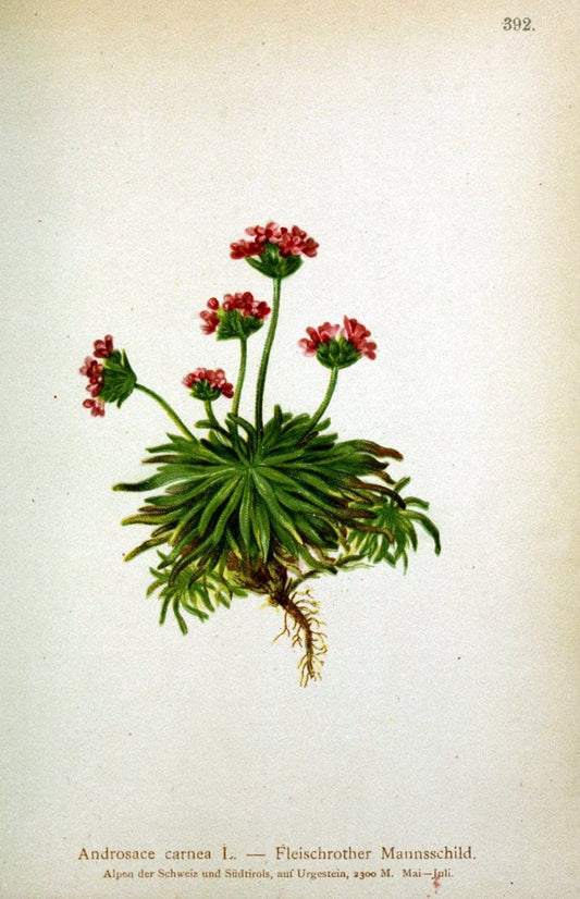 Atlas der Alpenflora /.Wien :Eigenthum und Verlag des Deutschen und Oesterr. Alpenvereins,1882.  | Alps Atlases "Mountain plants"  | Vintage Print Reproduction 459382