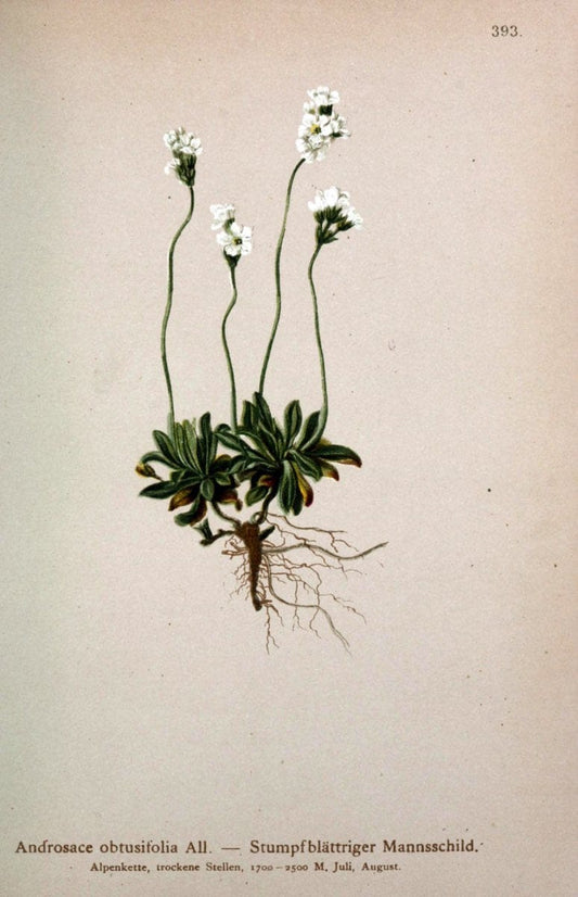 Atlas der Alpenflora /.Wien :Eigenthum und Verlag des Deutschen und Oesterr. Alpenvereins,1882.  | Alps Atlases "Mountain plants"  | Vintage Print Reproduction 459383