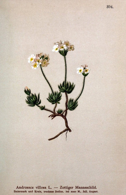 Atlas der Alpenflora /.Wien :Eigenthum und Verlag des Deutschen und Oesterr. Alpenvereins,1882.  | Alps Atlases "Mountain plants"  | Vintage Print Reproduction 459384