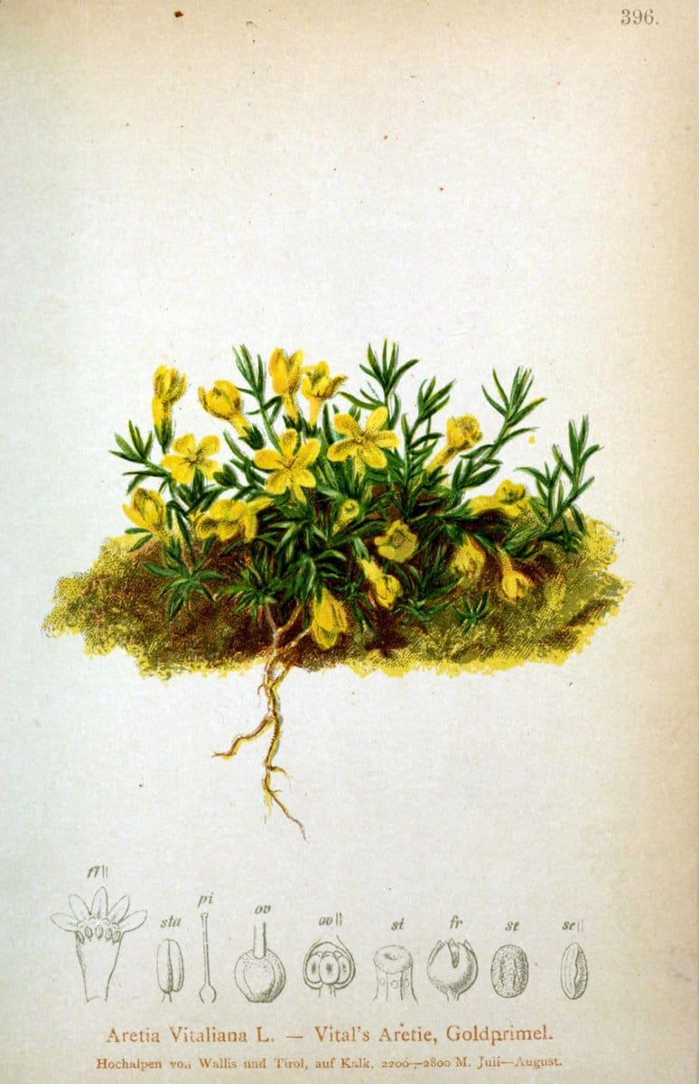 Atlas der Alpenflora /.Wien :Eigenthum und Verlag des Deutschen und Oesterr. Alpenvereins,1882.  | Alps Atlases "Mountain plants"  | Vintage Print Reproduction 459386