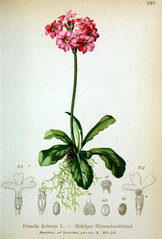 Atlas der Alpenflora /.Wien :Eigenthum und Verlag des Deutschen und Oesterr. Alpenvereins,1882.  | Alps Atlases "Mountain plants"  | Vintage Print Reproduction 459387