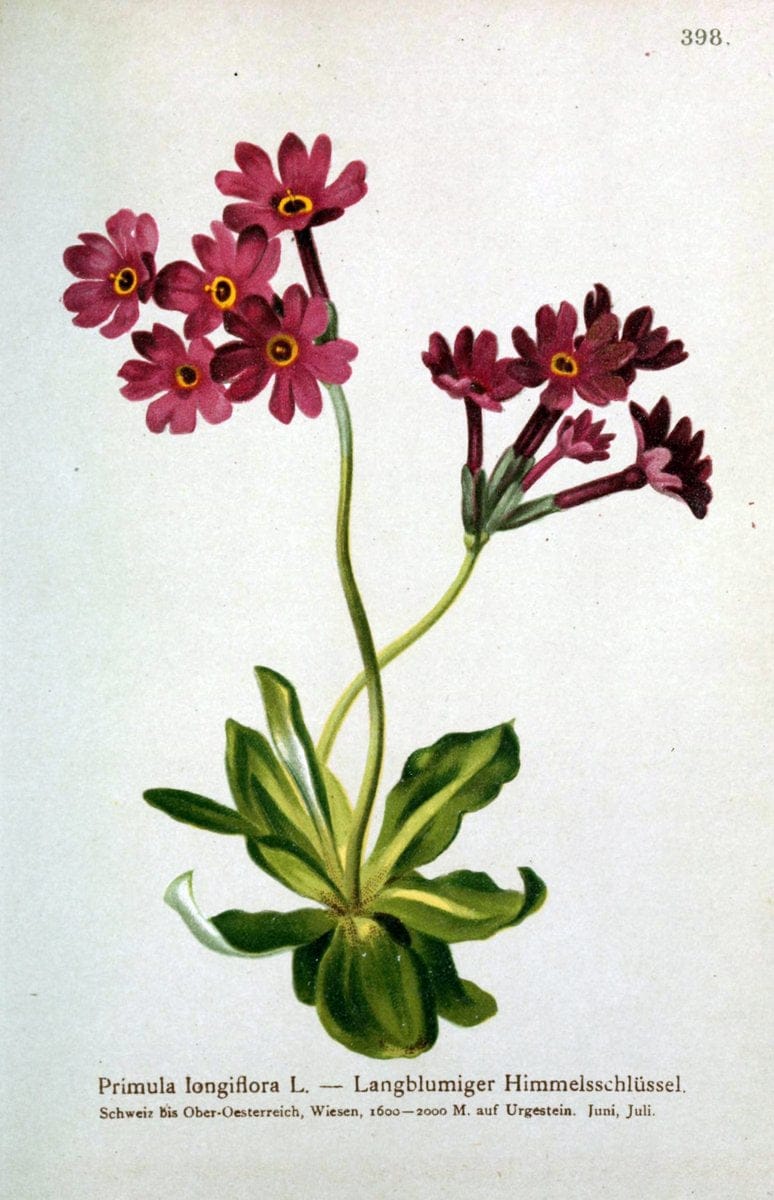 Atlas der Alpenflora /.Wien :Eigenthum und Verlag des Deutschen und Oesterr. Alpenvereins,1882.  | Alps Atlases "Mountain plants"  | Vintage Print Reproduction 459388