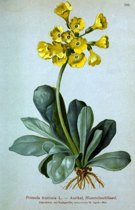 Atlas der Alpenflora /.Wien :Eigenthum und Verlag des Deutschen und Oesterr. Alpenvereins,1882.  | Alps Atlases "Mountain plants"  | Vintage Print Reproduction 459389