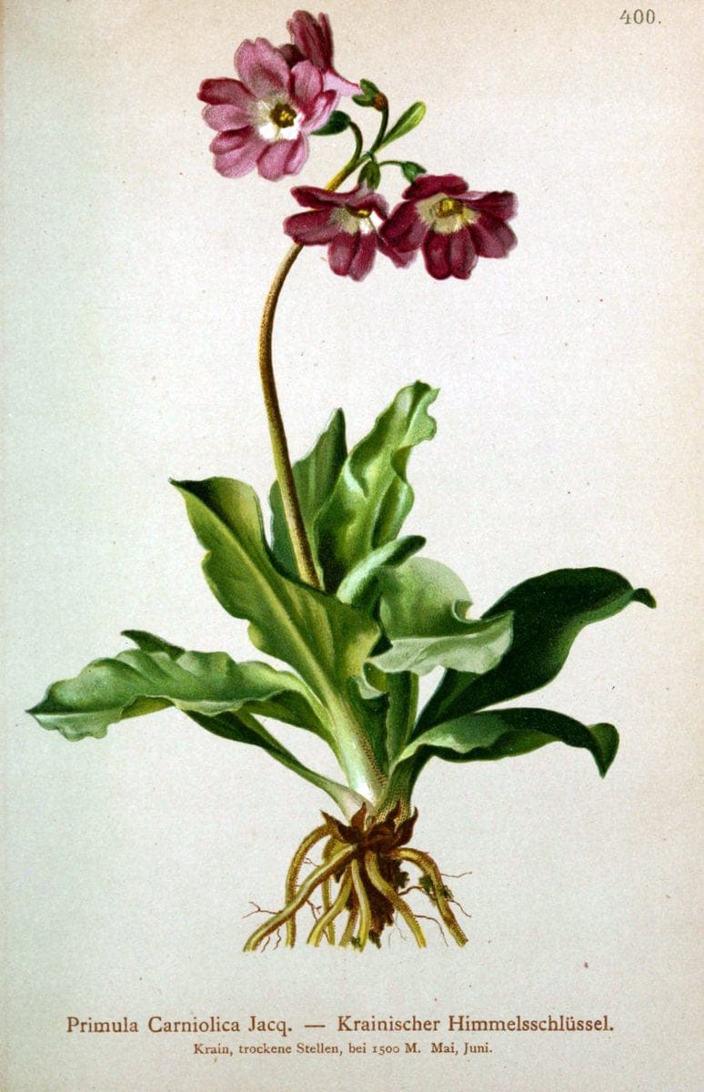 Atlas der Alpenflora /.Wien :Eigenthum und Verlag des Deutschen und Oesterr. Alpenvereins,1882.  | Alps Atlases "Mountain plants"  | Vintage Print Reproduction 459390