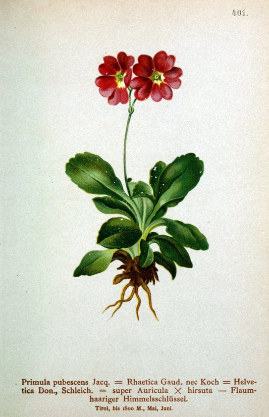 Atlas der Alpenflora /.Wien :Eigenthum und Verlag des Deutschen und Oesterr. Alpenvereins,1882.  | Alps Atlases "Mountain plants"  | Vintage Print Reproduction 459391