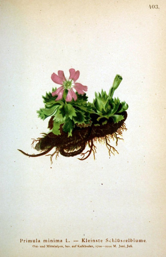Atlas der Alpenflora /.Wien :Eigenthum und Verlag des Deutschen und Oesterr. Alpenvereins,1882.  | Alps Atlases "Mountain plants"  | Vintage Print Reproduction 459393