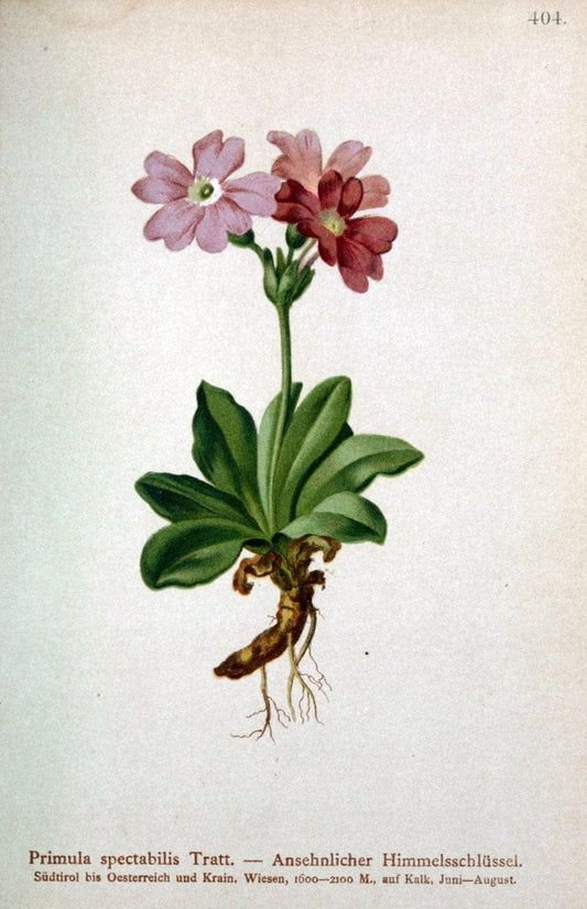 Atlas der Alpenflora /.Wien :Eigenthum und Verlag des Deutschen und Oesterr. Alpenvereins,1882.  | Alps Atlases "Mountain plants"  | Vintage Print Reproduction 459394