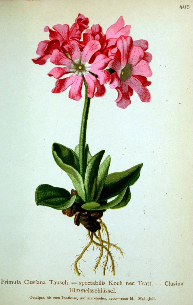 Atlas der Alpenflora /.Wien :Eigenthum und Verlag des Deutschen und Oesterr. Alpenvereins,1882.  | Alps Atlases "Mountain plants"  | Vintage Print Reproduction 459395