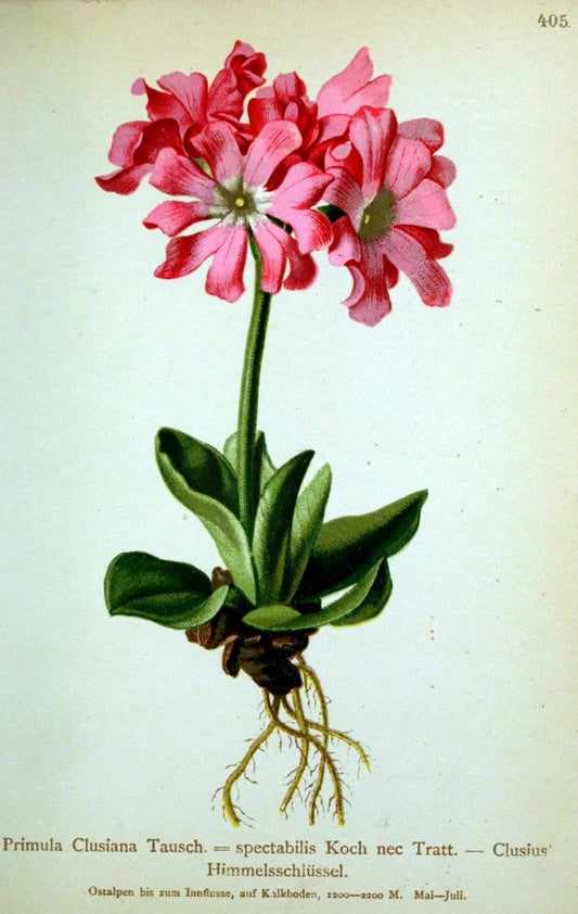 Atlas der Alpenflora /.Wien :Eigenthum und Verlag des Deutschen und Oesterr. Alpenvereins,1882.  | Alps Atlases "Mountain plants"  | Vintage Print Reproduction 459395
