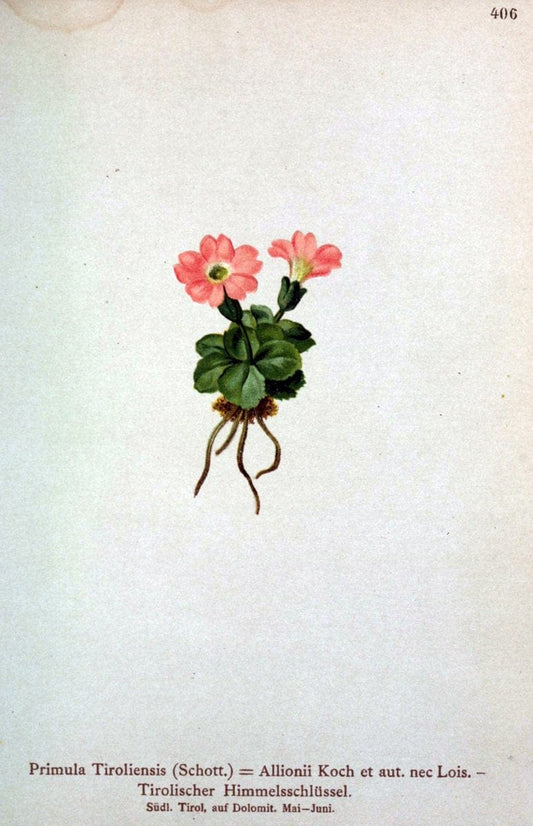 Atlas der Alpenflora /.Wien :Eigenthum und Verlag des Deutschen und Oesterr. Alpenvereins,1882.  | Alps Atlases "Mountain plants"  | Vintage Print Reproduction 459396
