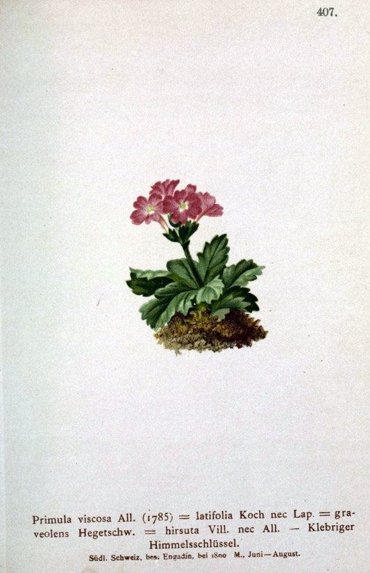 Atlas der Alpenflora /.Wien :Eigenthum und Verlag des Deutschen und Oesterr. Alpenvereins,1882.  | Alps Atlases "Mountain plants"  | Vintage Print Reproduction 459397