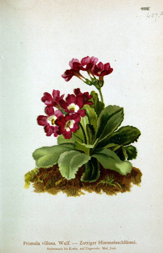 Atlas der Alpenflora /.Wien :Eigenthum und Verlag des Deutschen und Oesterr. Alpenvereins,1882.  | Alps Atlases "Mountain plants"  | Vintage Print Reproduction 459398