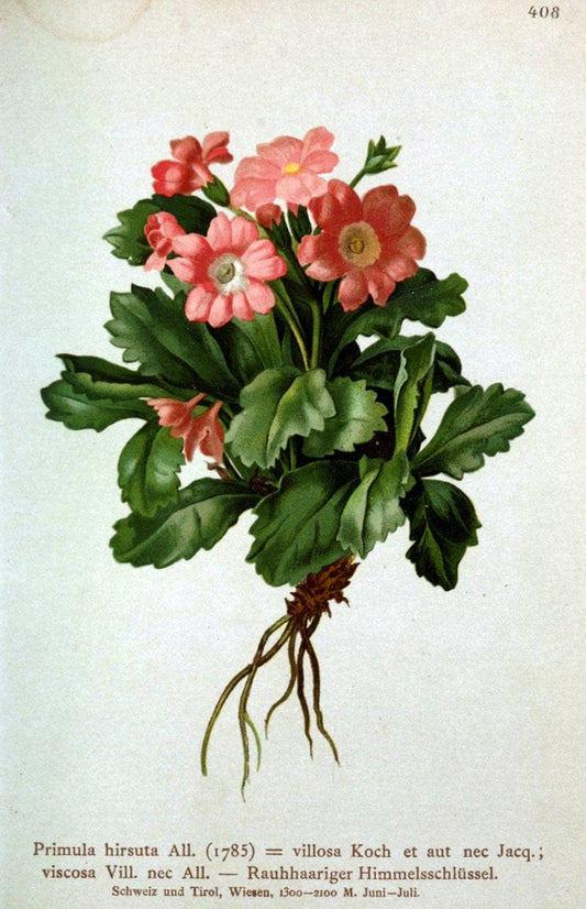 Atlas der Alpenflora /.Wien :Eigenthum und Verlag des Deutschen und Oesterr. Alpenvereins,1882.  | Alps Atlases "Mountain plants"  | Vintage Print Reproduction 459399