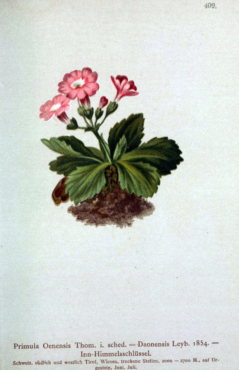 Dragable Image