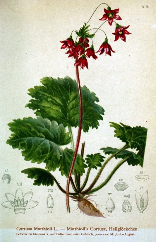 Atlas der Alpenflora /.Wien :Eigenthum und Verlag des Deutschen und Oesterr. Alpenvereins,1882.  | Alps Atlases "Mountain plants"  | Vintage Print Reproduction 459401