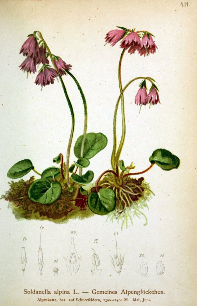 Atlas der Alpenflora /.Wien :Eigenthum und Verlag des Deutschen und Oesterr. Alpenvereins,1882.  | Alps Atlases "Mountain plants"  | Vintage Print Reproduction 459402