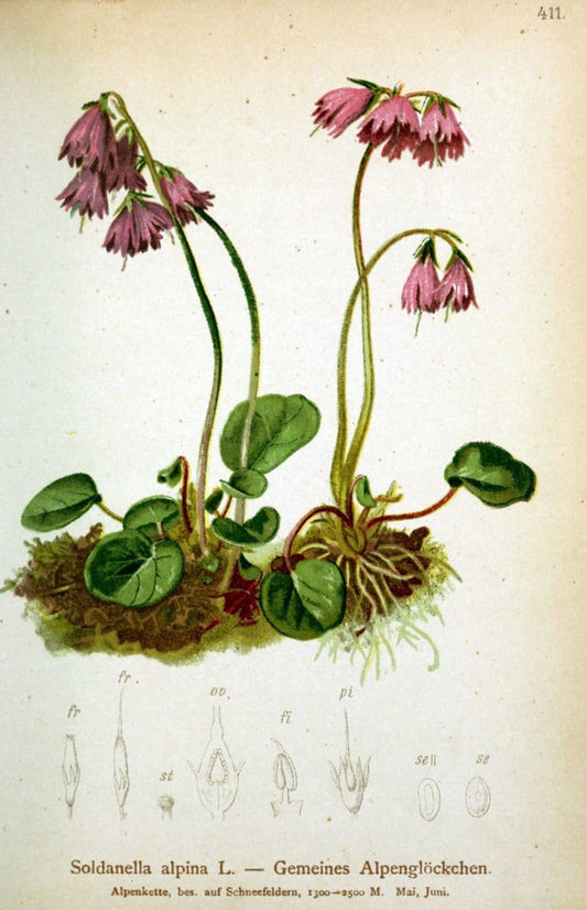 Atlas der Alpenflora /.Wien :Eigenthum und Verlag des Deutschen und Oesterr. Alpenvereins,1882.  | Alps Atlases "Mountain plants"  | Vintage Print Reproduction 459402