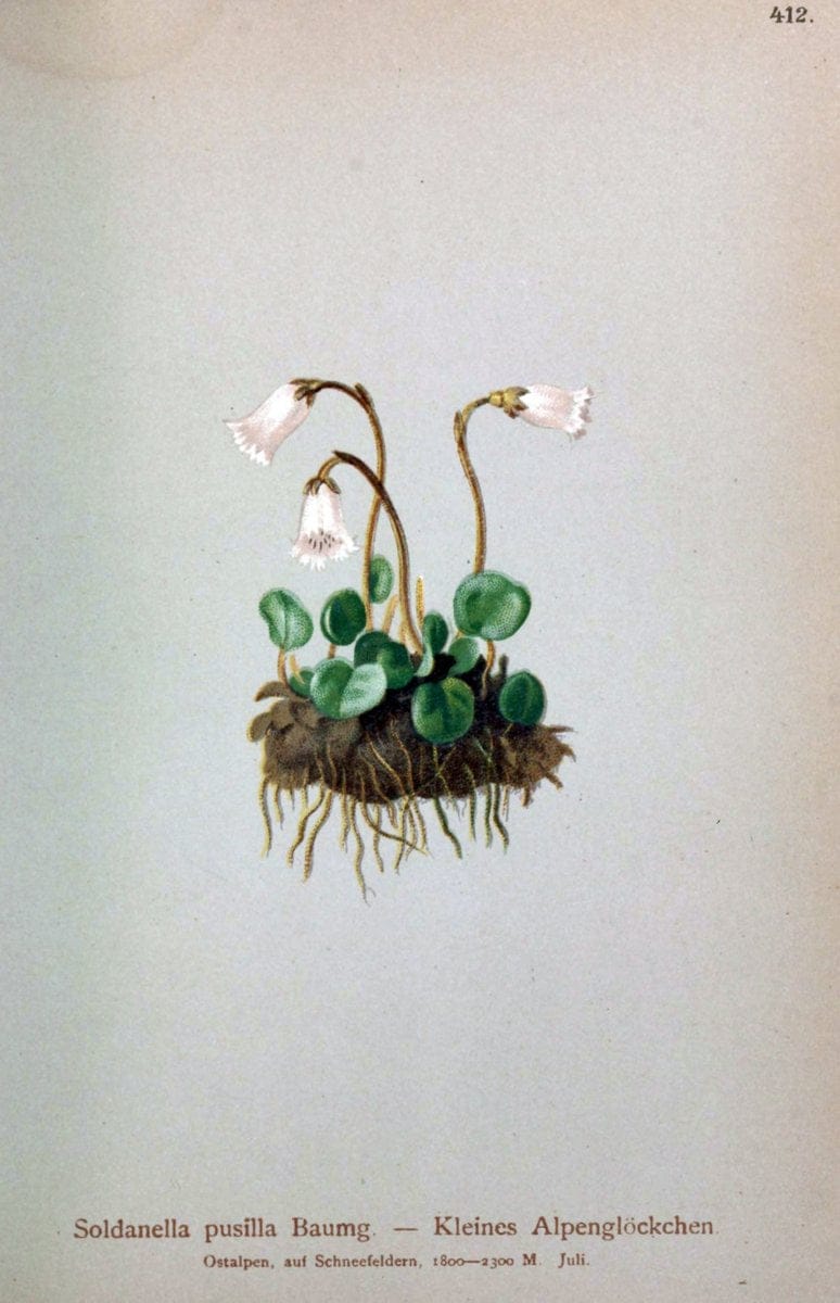 Atlas der Alpenflora /.Wien :Eigenthum und Verlag des Deutschen und Oesterr. Alpenvereins,1882.  | Alps Atlases "Mountain plants"  | Vintage Print Reproduction 459403