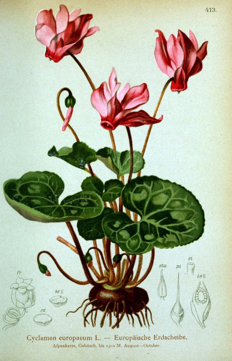 Atlas der Alpenflora /.Wien :Eigenthum und Verlag des Deutschen und Oesterr. Alpenvereins,1882.  | Alps Atlases "Mountain plants"  | Vintage Print Reproduction 459404