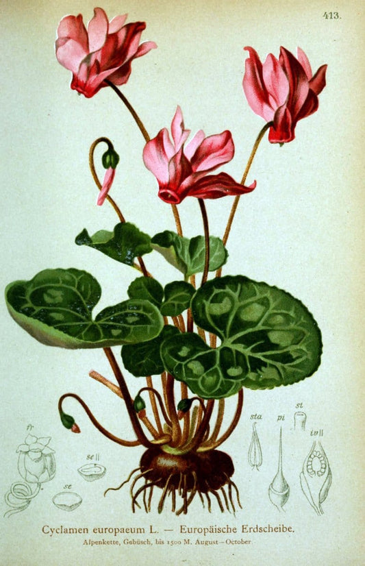 Atlas der Alpenflora /.Wien :Eigenthum und Verlag des Deutschen und Oesterr. Alpenvereins,1882.  | Alps Atlases "Mountain plants"  | Vintage Print Reproduction 459404