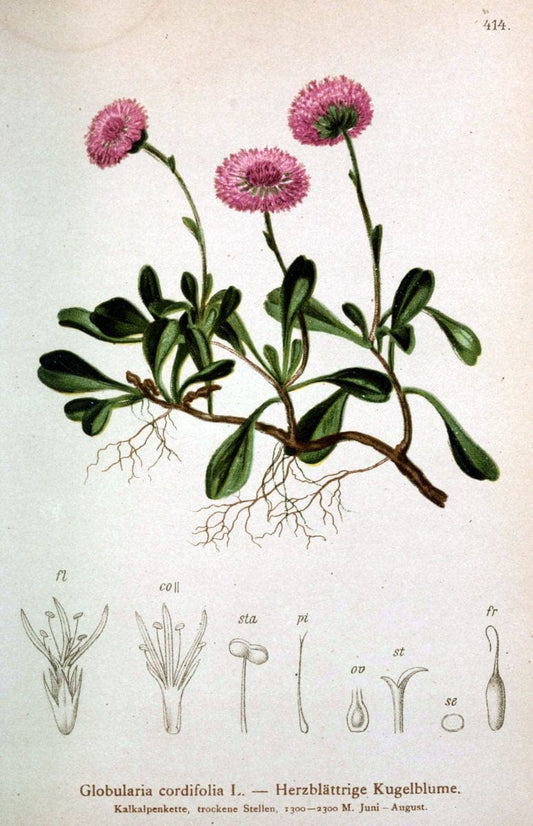Atlas der Alpenflora /.Wien :Eigenthum und Verlag des Deutschen und Oesterr. Alpenvereins,1882.  | Alps Atlases "Mountain plants"  | Vintage Print Reproduction 459405