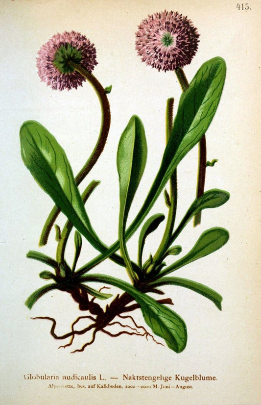 Atlas der Alpenflora /.Wien :Eigenthum und Verlag des Deutschen und Oesterr. Alpenvereins,1882.  | Alps Atlases "Mountain plants"  | Vintage Print Reproduction 459406