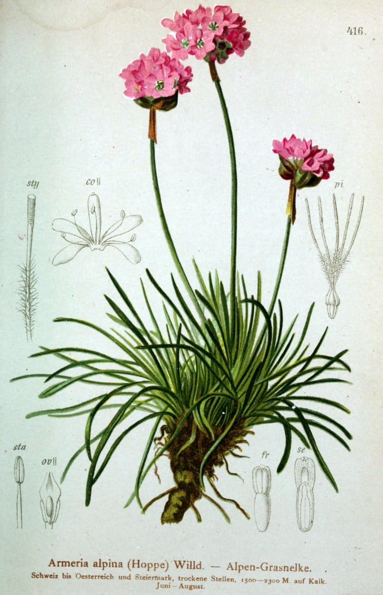Atlas der Alpenflora /.Wien :Eigenthum und Verlag des Deutschen und Oesterr. Alpenvereins,1882.  | Alps Atlases "Mountain plants"  | Vintage Print Reproduction 459407