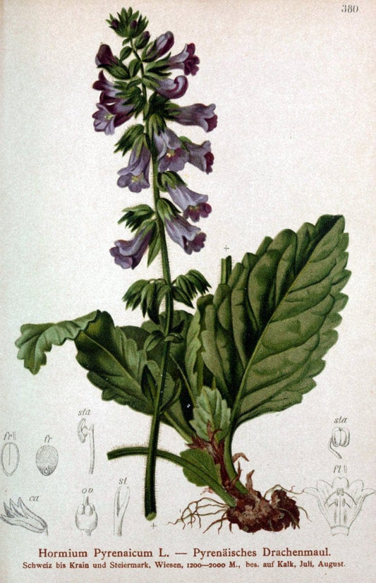 Atlas der Alpenflora /.Wien :Eigenthum und Verlag des Deutschen und Oesterr. Alpenvereins,1882.  | Alps Atlases "Mountain plants"  | Vintage Print Reproduction 459411