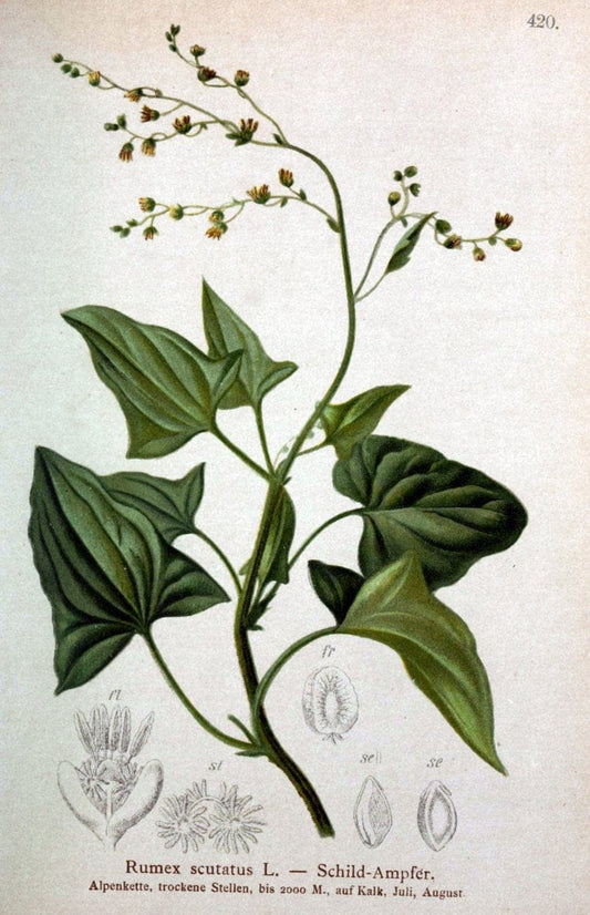 Atlas der Alpenflora /.Wien :Eigenthum und Verlag des Deutschen und Oesterr. Alpenvereins,1882.  | Alps Atlases "Mountain plants"  | Vintage Print Reproduction 459412